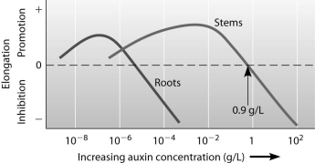 Which of the following statements is supported by this figure?   A) Auxin concentrations above 0.9 g/L are best for promoting stem elongation. B) Auxin concentrations around 10- 4 g/L promote stem elongation but inhibit root elongation. C) The greater the concentration of auxin,the more promotion of root elongation occurs. D) Auxin concentrations below 10- 8 g/L promote both root and stem elongation.