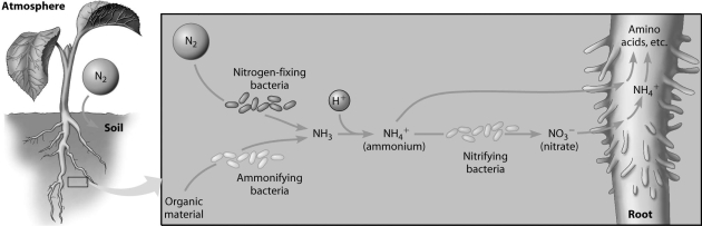 According to this figure,which of the following can directly use atmospheric N2?   A) ammonifying bacteria B) plant roots C) nitrogen- fixing bacteria D) nitrifying bacteria