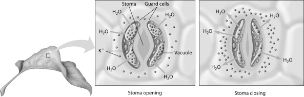 What is true of the guard cells shown in the right- hand panel of this figure?   A) Water is entering these cells. B) Their turgor pressure is increasing. C) These cells are hypertonic to their immediate surrounding. D) These cells are hypotonic to their immediate surrounding.