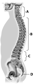 Which part of this figure depicts the thoracic vertebrae?   A) part A B) part B C) part C D) part D