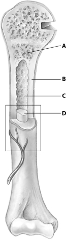 Which part of this figure depicting a bone shows spongy bone tissue?   A) part A B) part B C) part C D) part D