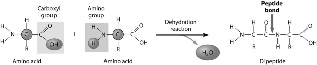 How are these two amino acids attached together?   A) through a hydrolysis reaction B) amino group to carboxylic acid group C) carboxylic acid group to carboxylic acid group D) amino group to amino group
