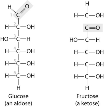 These two molecules are structural isomers.What is the difference between them?   A) Only one of them has a double bond between carbon atoms. B) the number of carbon atoms C) the location of a double- bonded oxygen atom D) the number of hydrogen atoms
