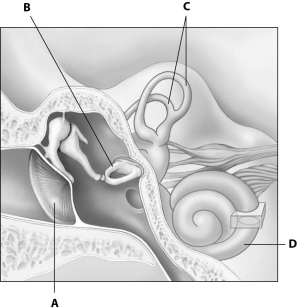 Which part of this figure depicting an ear is the cochlea?   A) part A B) part B C) part C D) part D