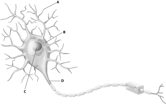 Which part of this diagram of a neuron depicts the axon?   A) part A B) part B C) part C D) part D
