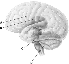 Which part of this diagram of the human brain depicts the cerebellum?   A) part A B) part B C) part C D) part D