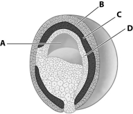 Which part of this figuring depicting a gastrula is the mesoderm?   A) part A B) part B C) part C D) part D