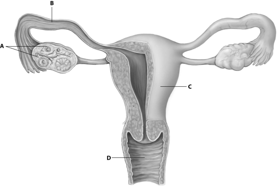 In which part of the human female reproductive system does fertilization normally take place?   A) part A B) part B C) part C D) part D