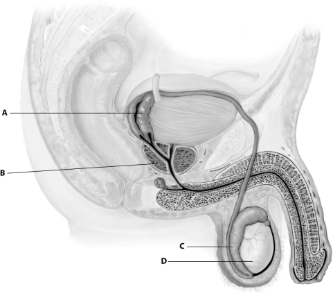 Which part of this figure depicting the human male reproductive system is the epididymis?   A) part A B) part B C) part C D) part D