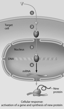<strong>Which step in this figure portraying lipid- soluble hormone action shows transcription in response to the bound hormone- receptor complex? </strong> A)step 1 B)step 2 C)step 3 D)step 4