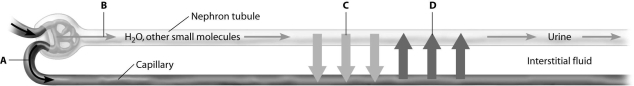Which arrow in this schematic view of the nephron shows reabsorption?   A) arrow A B) arrow B C) arrow C D) arrow D