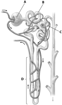 Which part of the nephron shown is its proximal tubule?   A) part A B) part B C) part C D) part D