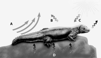 Which arrow in this figure shows heat transfer by conduction? A) arrow A B) arrow B C) arrow C D) arrow D