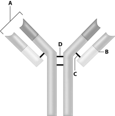 Where is the antigen- binding site of this antibody?   A) site A B) site B C) site C D) site D