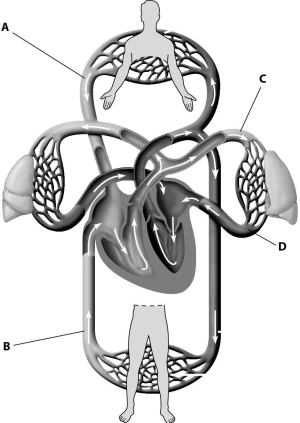 Which part of this figure depicts a pulmonary artery?   A) part A B) part B C) part C D) part D