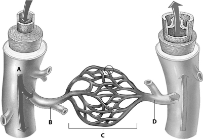 Which part of this figure depicts an arteriole?   A) part A B) part B C) part C D) part D
