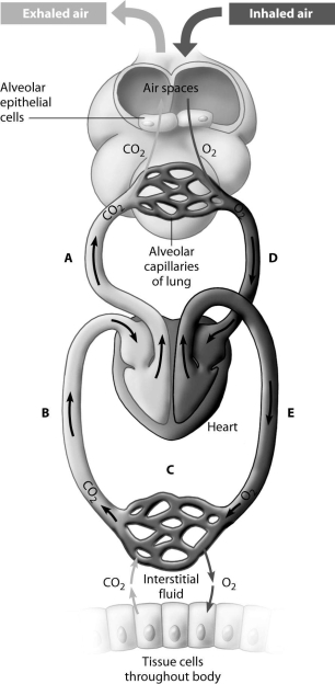 At which point(s) in the figure is blood oxygen- rich?   A) points A and B B) points A and D C) point C only D) points D and E