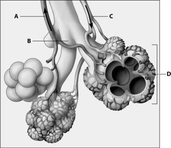 Which part of the diagram shows alveoli?   A) part A B) part B C) part C D) part D