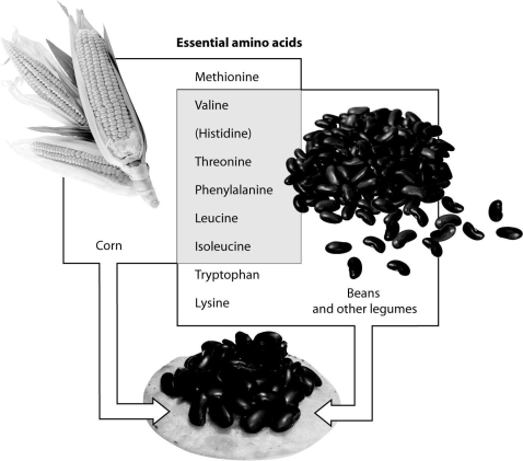 <strong>According to this figure,which amino acid is found in corn but not in beans? </strong> A)threonine B)lysine C)valine D)methionine