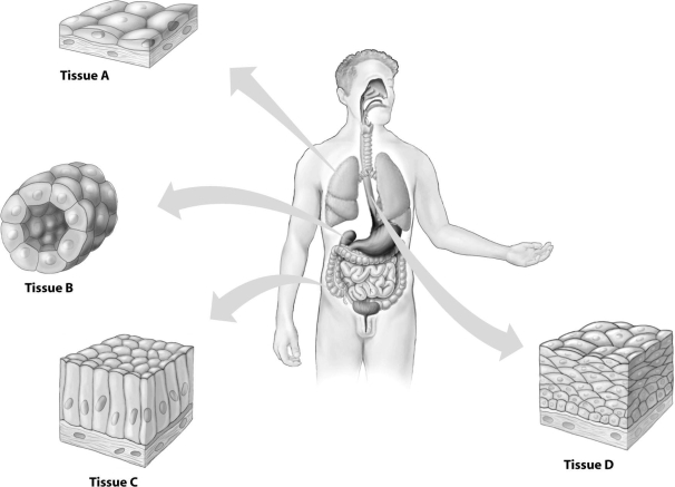 Which type of epithelial tissue shown is a stratified tissue?   A) tissue A B) tissue B C) tissue C D) tissue D
