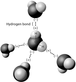 The hydrogen bonds shown in this figure are each   A) between an oxygen and a hydrogen atom of the same water molecule. B) between an oxygen and a hydrogen atom of different water molecules. C) between two atoms with the same charge. D) between two hydrogen atoms.