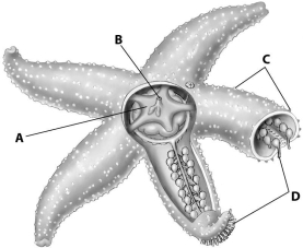 Which part of this figure shows the tube feet of this starfish?   A) structure A B) structure B C) structure C D) structure D