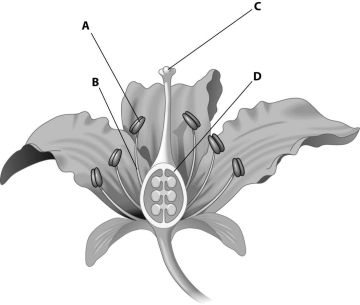 Which part of this figure represents the anther?   A) structure A B) structure B C) structure C D) structure D