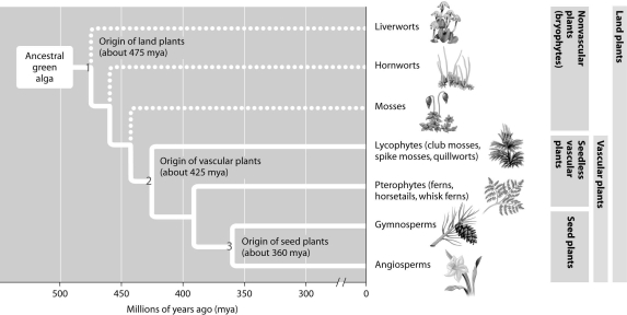 According to this figure,at what time in the evolutionary history of plants did vascular systems likely first evolve?   A) 460 mya B) 360 mya C) 475 mya D) 425 mya