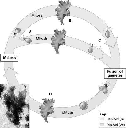 Which stage of the life cycle shown is the sporophyte?   A) stage A B) stage B C) stage C D) stage D