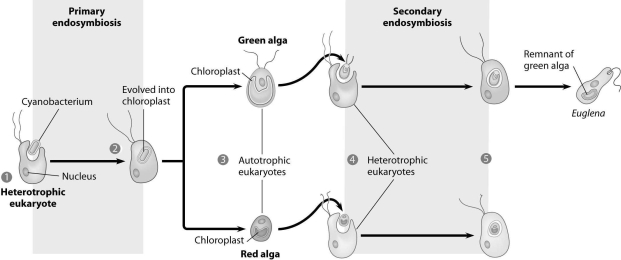 According to the figure,green alga resulted from and Euglena resulted from _ .   A) both primary and secondary endosymbiosis ...secondary endosymbiosis only B) primary endosymbiosis ...primary endosymbiosis C) secondary endosymbiosis only ...primary endosymbiosis D) primary endosymbiosis ...both primary and secondary endosymbiosis