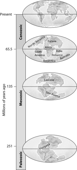 According to this figure,if a species were found only in Laurasia 135 million years ago,on which modern continents would its descendants most likely be found today?   A) North America,Europe,and Asia B) Africa and South America C) Europe and Asia only D) North America only