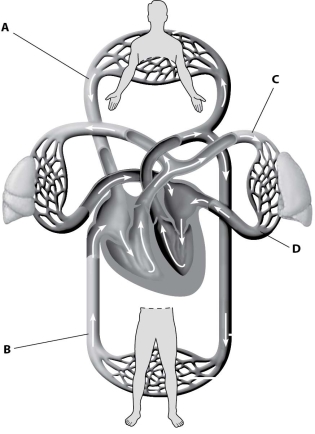 Which part of this figure depicts a pulmonary artery?   A) part A B) part B C) part C D) part D