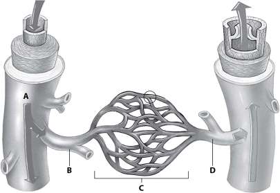 Which part of this figure depicts an arteriole?   A) part A B) part B C) part C D) part D