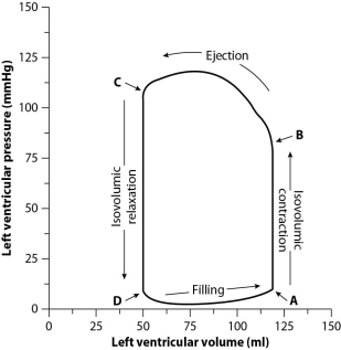 After reading the paragraphs below, answer the questions that follow. To evaluate cardiac function, scientists and physicians measure both the pressure and the volume inside the heart. When both pressure and volume data are plotted on the same graph, the resulting graph is called a pressure-volume loop. To create a pressure-volume loop, a catheter (a thin tube)  is inserted into the vessels of the heart, and measurements of both left ventricular pressure and left ventricular volume are taken. The data are plotted on a graph, and cardiac function can then be evaluated from the distribution of the data and the shape of the loop. The figure below shows a typical left ventricle pressure-volume loop for a healthy young adult. The cardiac cycle proceeds counterclockwise. Each complete turn around the loop (for example, starting at point A and ending back at point A)  represents one complete cardiac cycle.    -What part of the diagram represents diastole? A) point B B) point C C) the line between points A and B D) the line between points C and D