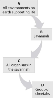 Which level in the hierarchy shown is a community?   A) level A B) level B C) level C D) level D