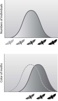 When a lepidopterist examined museum specimens of a particular moth species, she noticed that the variation in color was distributed as shown in the first graph. She was surprised because her data indicated the distribution of colors shown in the second graph. Which of the following hypotheses about the cause of this shift in the range of genetic variation is the most likely to be supported by examination of the distribution of colors in a collection assembled at a time between that of the collection of the museum specimens and her current specimens?   A) Darker moths tend to lay more eggs than light moths. B) Birds prefer to eat lighter moths rather than darker moths. C) The bark of the tree on which moths landed became darker over time. D) Darker moths were more likely to survive and have more offspring over time.