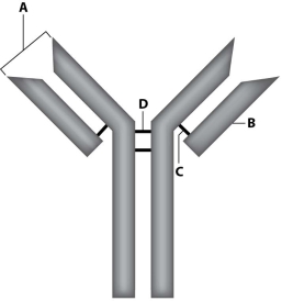 <strong>Where is the antigen-binding site of this antibody? </strong> A)site A B)site B C)site C D)site D