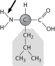 Below is the structure of leucine, an amino acid. What type of bond is the arrow pointing to?   A) a nonpolar covalent bond B) a polar covalent bond C) an ionic bond D) a hydrogen bond