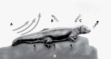 Which arrow in this figure shows heat transfer by conduction?   A) arrow A B) arrow B C) arrow C D) arrow D
