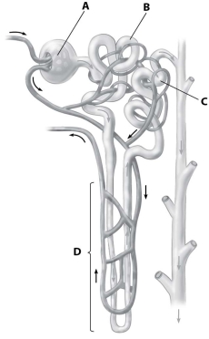 Which part of the nephron shown is its proximal tubule?   A) part A B) part B C) part C D) part D