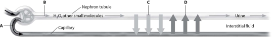 Which arrow in this schematic view of the nephron shows reabsorption?   A) arrow A B) arrow B C) arrow C D) arrow D