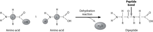 How are these two amino acids attached together?   A) amino group to amino group B) amino group to carboxylic acid group C) carboxylic acid group to carboxylic acid group D) through a hydrolysis reaction