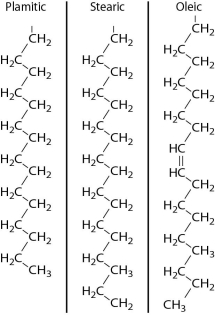 Below are the structures of three fatty acids, palmitic acid, stearic acid, and oleic acid. What combination of these fatty acids could you use to make a fat that is liquid at room temperature?   A) one palmitic acid, one stearic acid, and one oleic acid B) three palmitic acids C) two palmitic acids and one stearic acid D) one stearic acid, one oleic acid, and one phosphate group