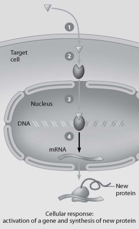 Which step in this figure portraying lipid-soluble hormone action shows transcription in response to the bound hormone-receptor complex?   A) step 1 B) step 2 C) step 3 D) step 4