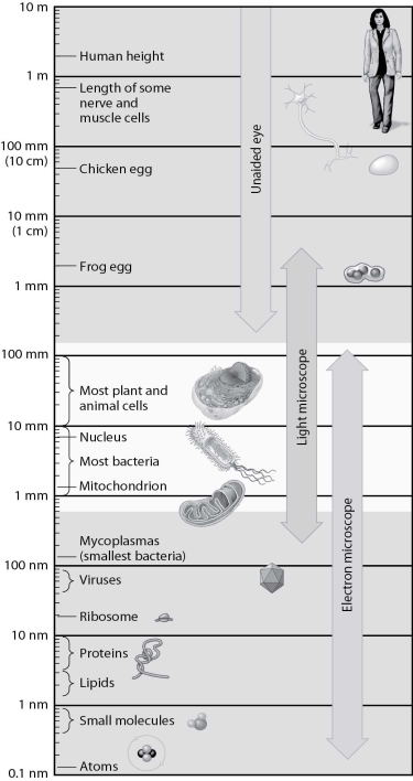 According to this figure, which of the following are large enough to see in the light microscope?   A) atoms B) proteins C) viruses D) mitochondria