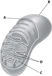 Which part of the mitochondrion shown enhances its ability to produce ATP by increasing the surface area of a mitochondrial membrane?   A) structure A B) structure B C) structure C D) structure D