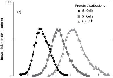    Much of the intracellular structure of a eukaryote cell is involved in protein synthesis. The figure shows the amounts of protein in cells at different parts of the cell cycle between two cell divisions. G₁ is a stage just after the cell has divided, and G₂ is the stage just before the cell divides again. S is a stage when the cell is synthesizing material such as DNA, mitochondria, and other organelles. -Which of these conclusions cannot reasonably be drawn from the graph? A) Protein production occurs throughout the cell cycle. B) Increase in ribosomal activity occurs as a cell prepares to divide. C) Cells export a large amount of protein following cell division. D) There is always a supply of amino acids in the cell.