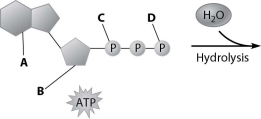 Which part of the ATP molecule breaks free of the rest when an ATP molecule is used for energy?   A) part A B) part B C) part C D) part D