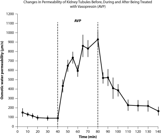 Figure A. Changes in permeability of tubules in the kidney in response to the hormone vasopressin (AVP) , which aids in osmoregulation.     Figure B. Density of aquaporins in kidney tubule cells before, during, and after administration of vasopressin.     Figure C. Permeability of tissues to water before, during, and after administration of vasopressin.     The following questions relate to these data indicating how the tubules in the kidney respond to the administration of the hormone vasopressin. -How do the data in Figure A relate to the data in Figures B and C? A) Figure B shows the method used to obtain the data in Figure A. B) Figure C is essentially a summary of the data in Figure A. C) Figure A is about water movement, and Figures B and C are about presence of aquaporins. D) Figure A has data for more than 2 hours, and Figures B and C show data all collected at the same time.