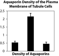 Figure A. Changes in permeability of tubules in the kidney in response to the hormone vasopressin (AVP) , which aids in osmoregulation.     Figure B. Density of aquaporins in kidney tubule cells before, during, and after administration of vasopressin.     Figure C. Permeability of tissues to water before, during, and after administration of vasopressin.     The following questions relate to these data indicating how the tubules in the kidney respond to the administration of the hormone vasopressin. -How do the data in Figure A relate to the data in Figures B and C? A) Figure B shows the method used to obtain the data in Figure A. B) Figure C is essentially a summary of the data in Figure A. C) Figure A is about water movement, and Figures B and C are about presence of aquaporins. D) Figure A has data for more than 2 hours, and Figures B and C show data all collected at the same time.